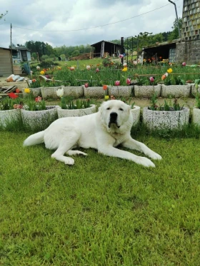 Кемпер Fiat Dukato, снимка 12