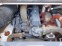 Обява за продажба на Мини челни товарачи Bobcat TCM - SSL 711 ~Цена по договаряне - изображение 3