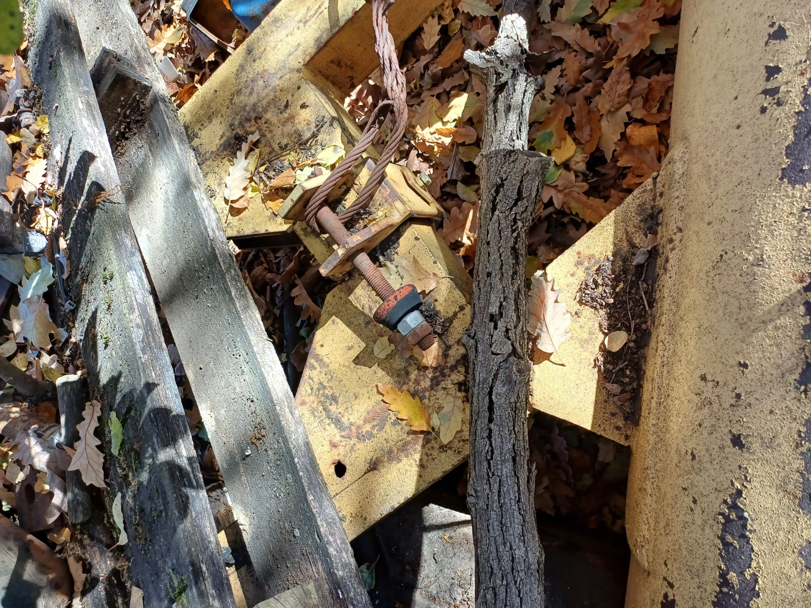 Друг вид Български Снегорини - изображение 4