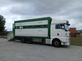 Man Tgx 460  | Mobile.bg    5