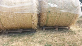  Krone 160 | Mobile.bg    9
