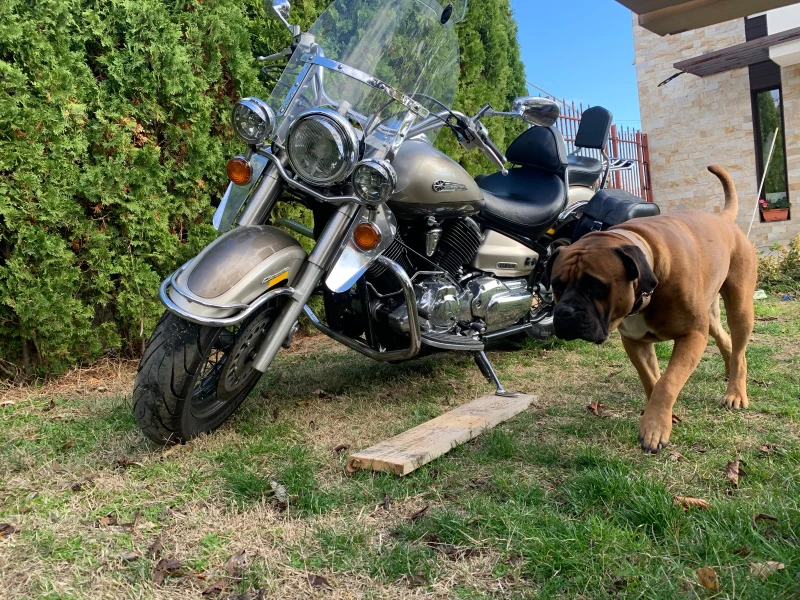 Yamaha Drag Star XVS 1100 A, снимка 8 - Мотоциклети и мототехника - 52511585